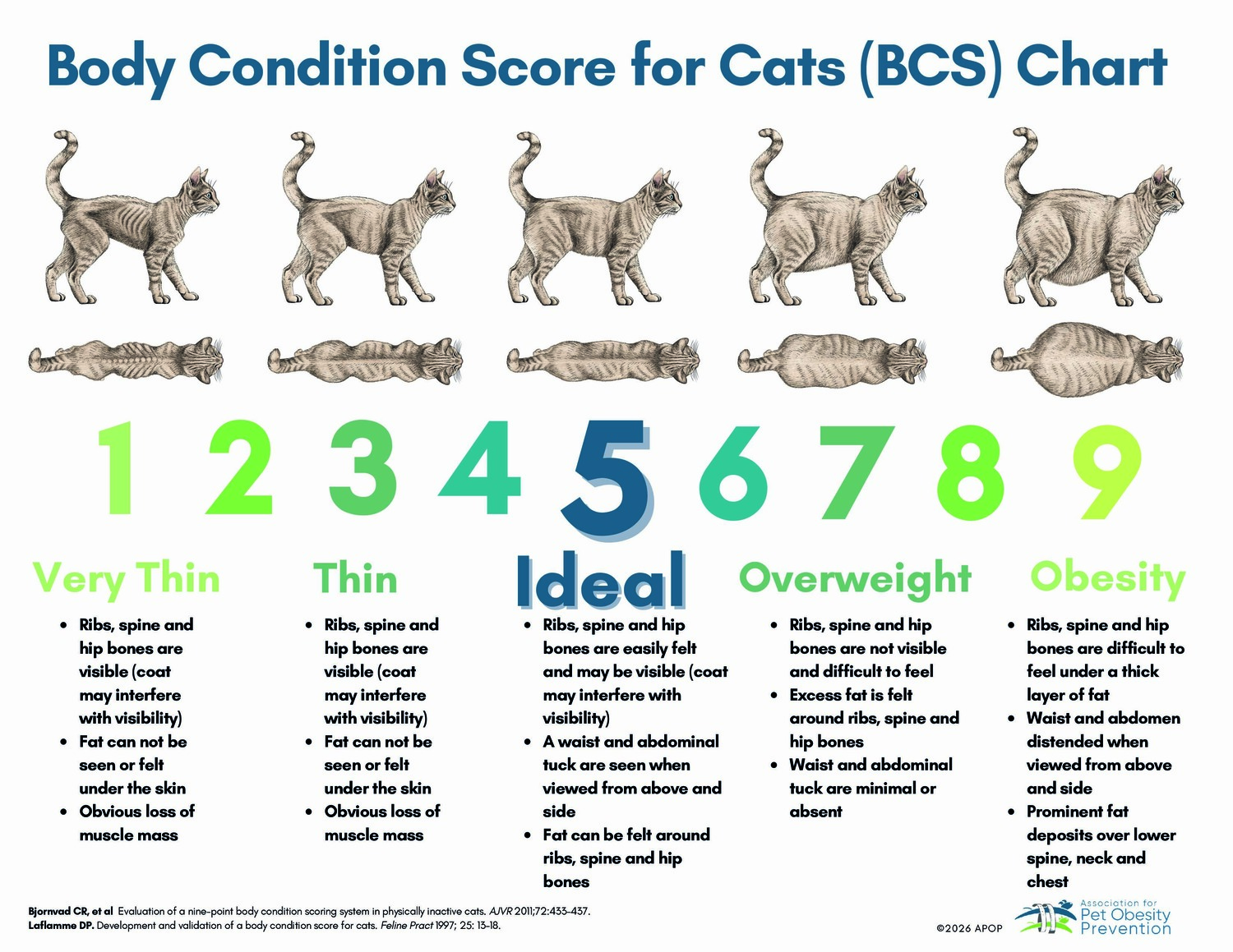 Body Condition Score