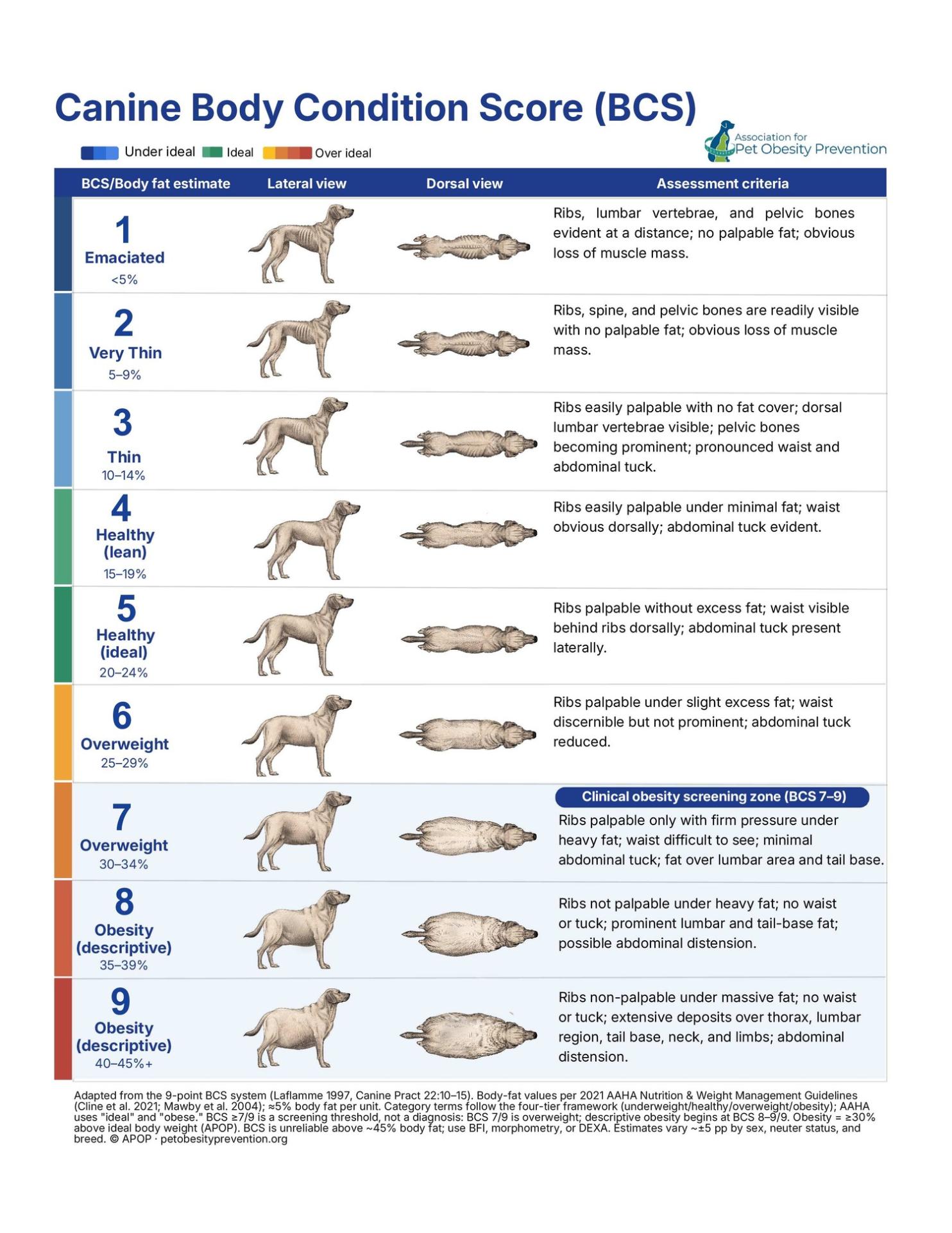 Body Condition Score Canine
