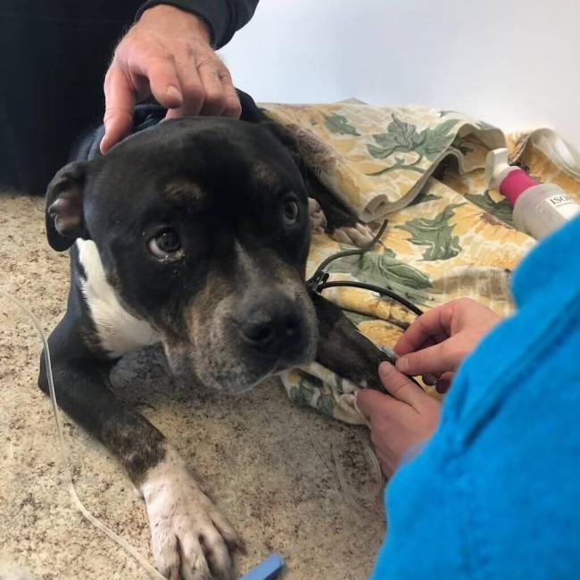 Top Rated Urgent Care Veterinarians in Taylorsville