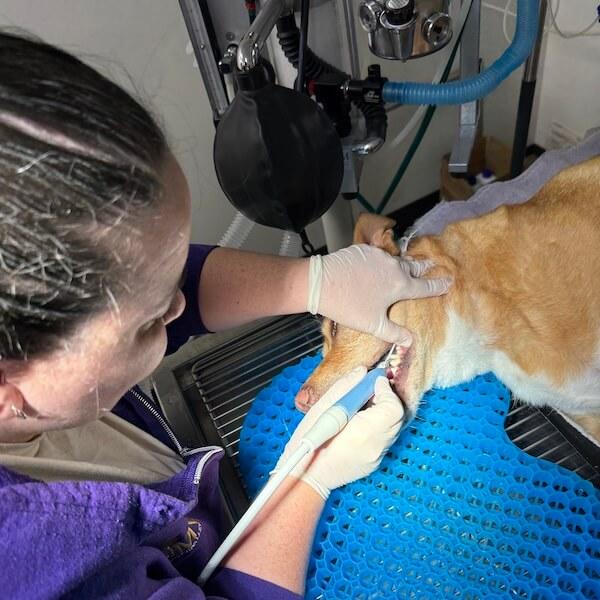Top Rated Dental Veterinarian Services in Taylorsville