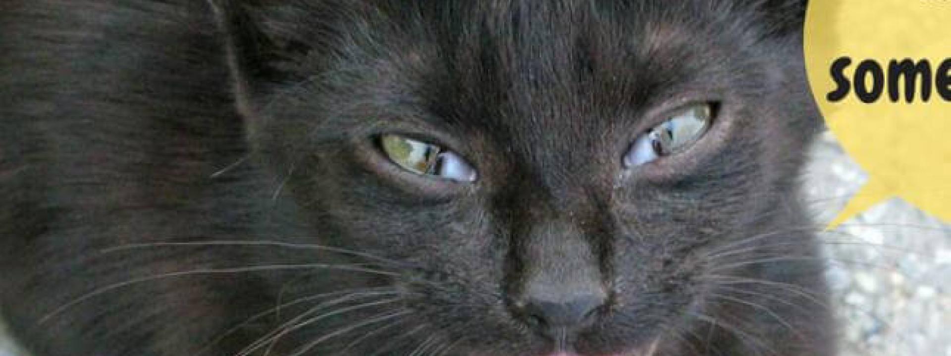 cat-meow-Blog-Header