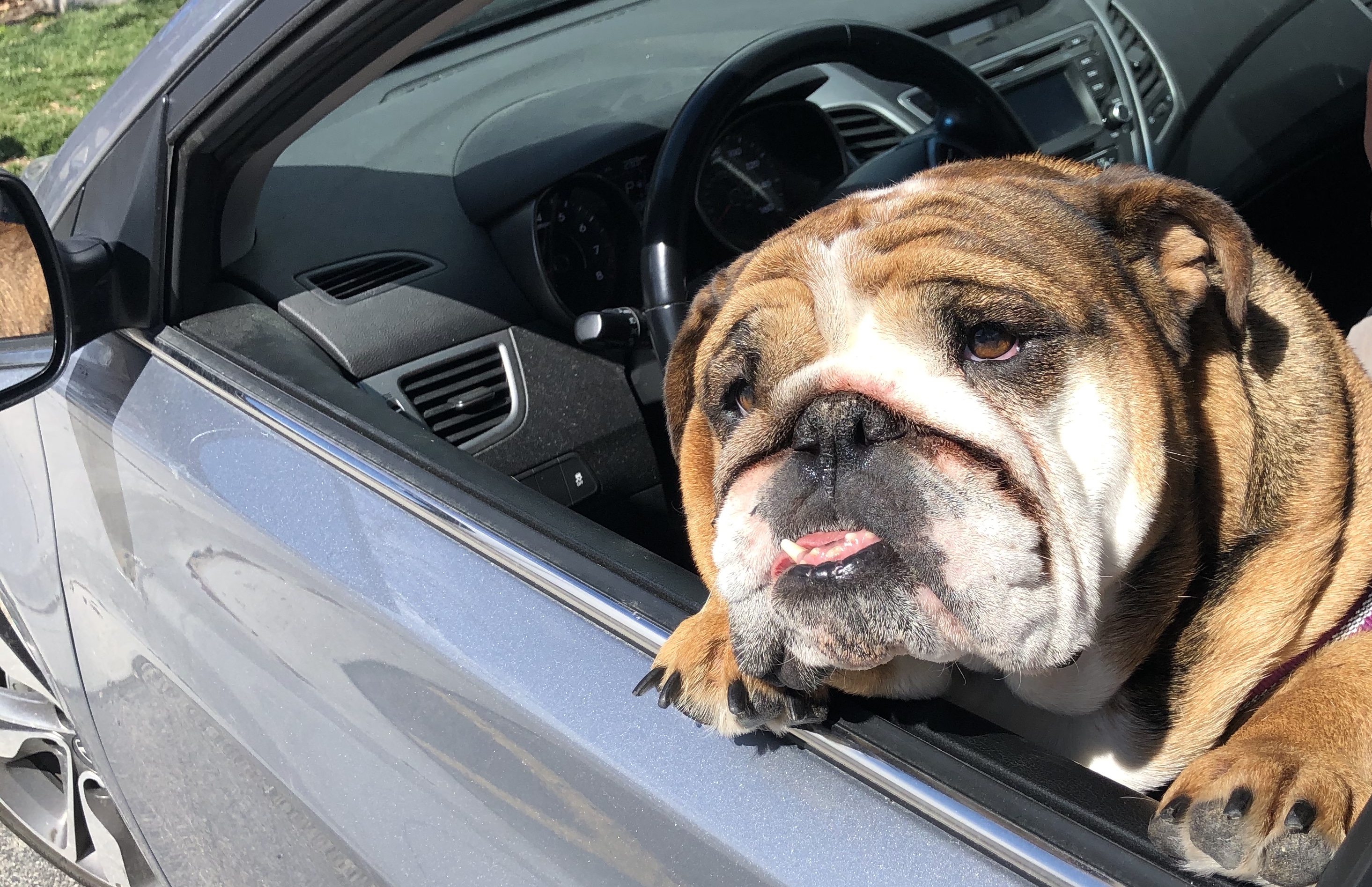 bulldog in car
